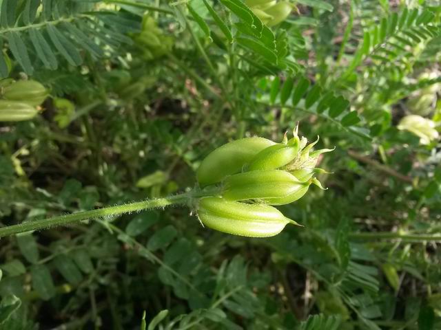 Astragalus boeticus / Astragalo spagnolo